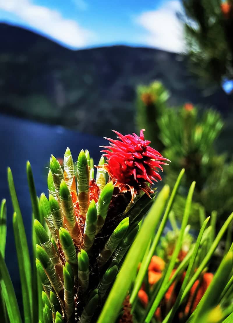 Strathcona Provincial Park - Image 1