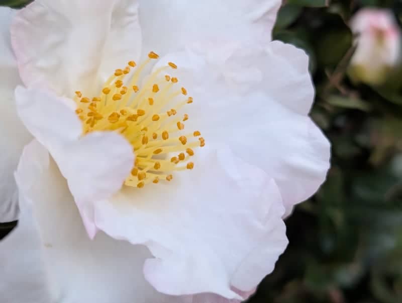 Newtown Garden Blooms - Image 1