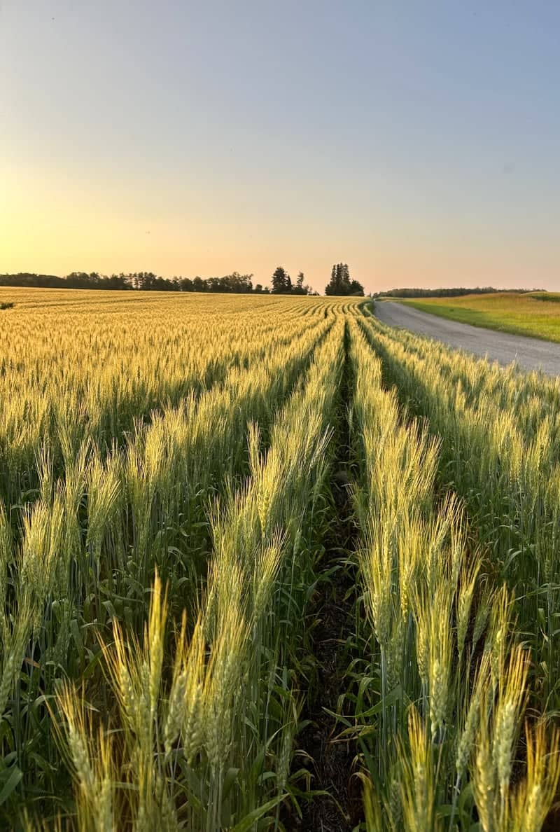 Kelvington Wheat Fields - Image 1