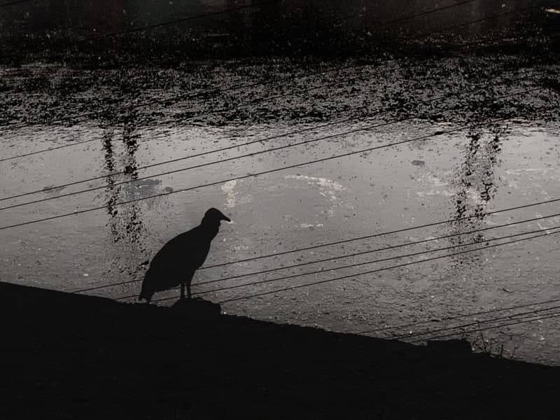 Guanare Urban Silhouette - Image 1