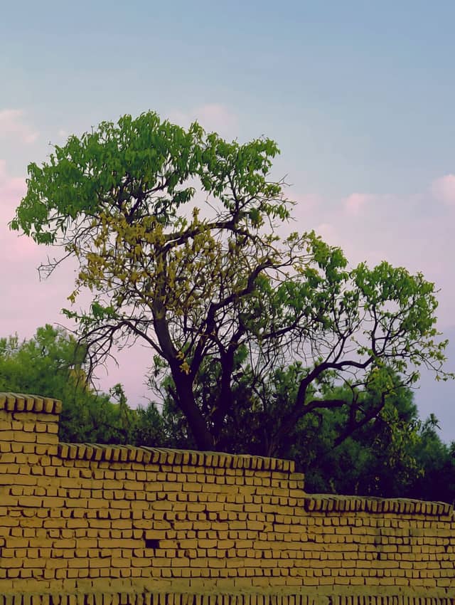 Miandorood Garden Wall - Image 1