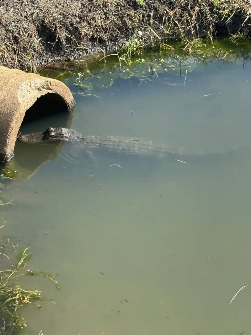 Lafitte Bayou Alligator Spot - Image 1