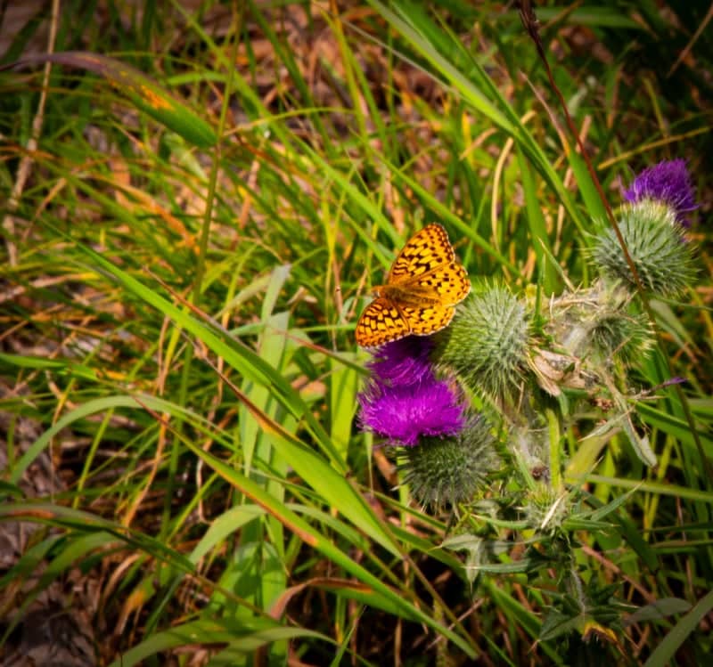 Coeur d'Alene National Forest Overlook - Image 4