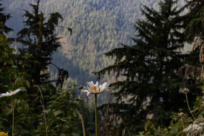 Coeur d'Alene National Forest Trail - Image 3