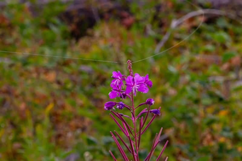 Coeur d'Alene National Forest Trail - Image 1