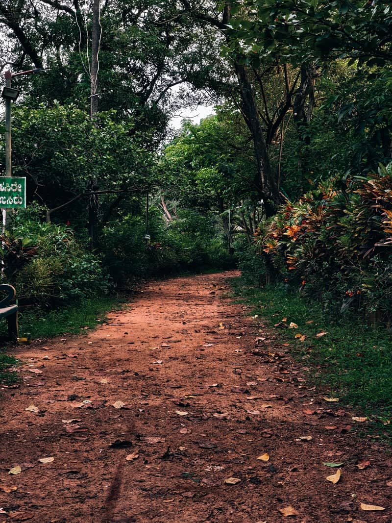 Kadri Park Forest Path - Image 1