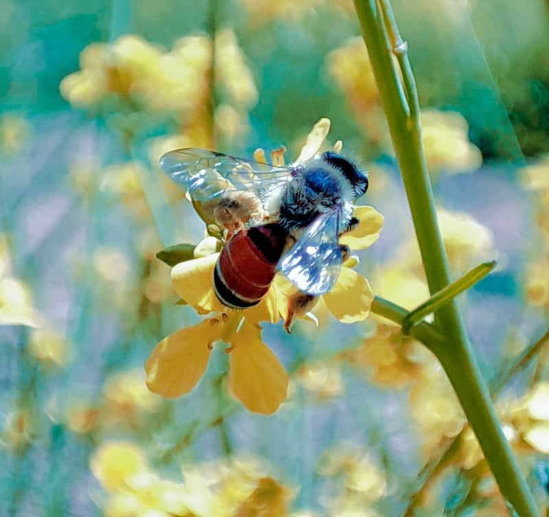 Shiraz Wildflower Fields - Image 1