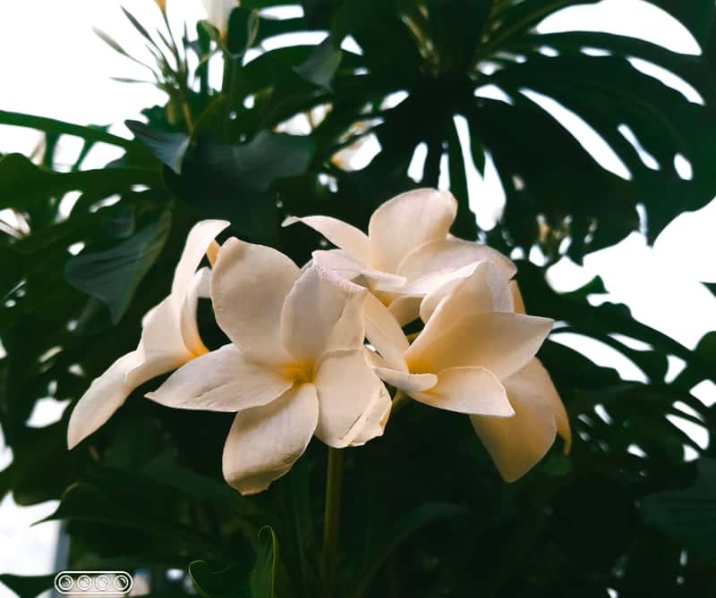 Plumeria Garden in Kolkata - Image 1