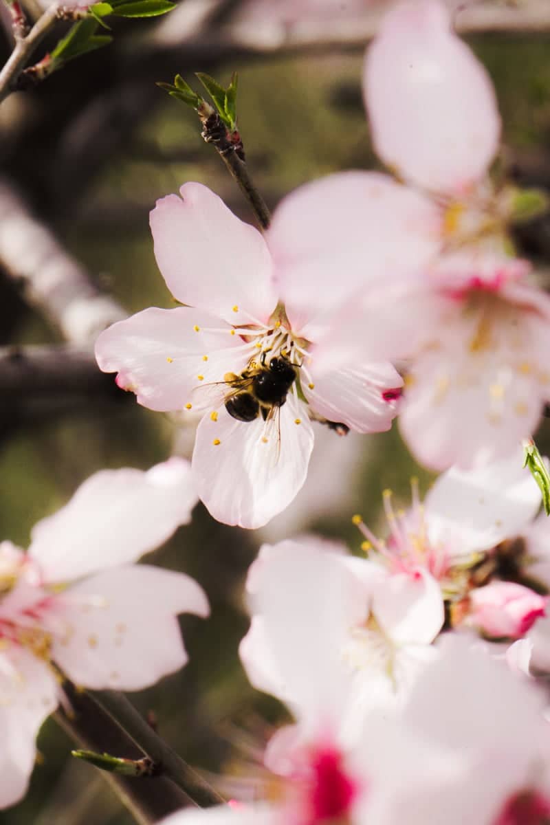 Ait Hafet Spring Blossoms - Image 1
