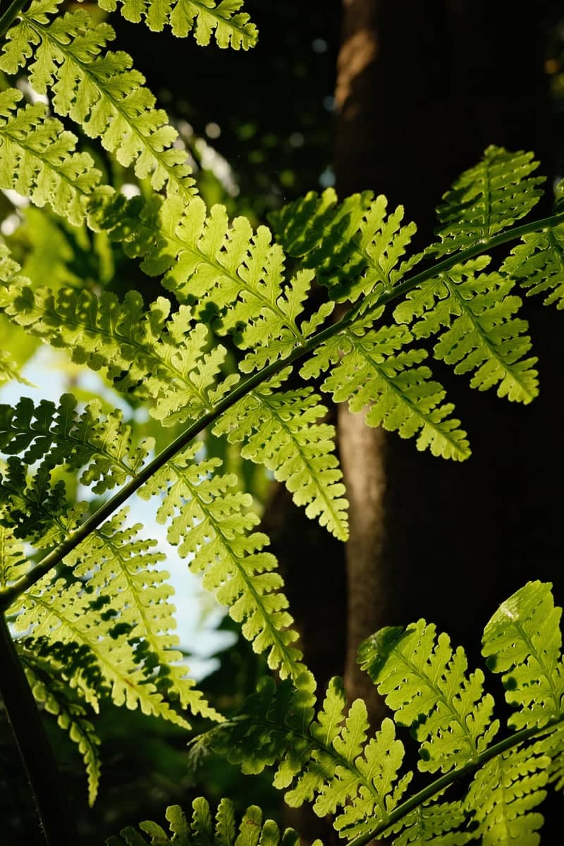 New York Botanical Garden - Image 1