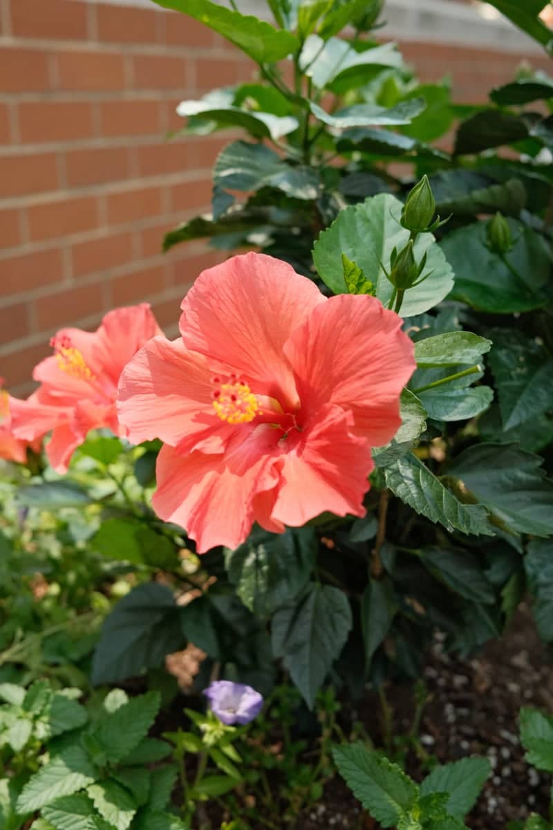 Ballston Urban Garden - Image 1