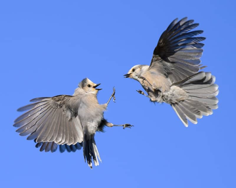 Alma High Country Wildlife Spot - Image 1