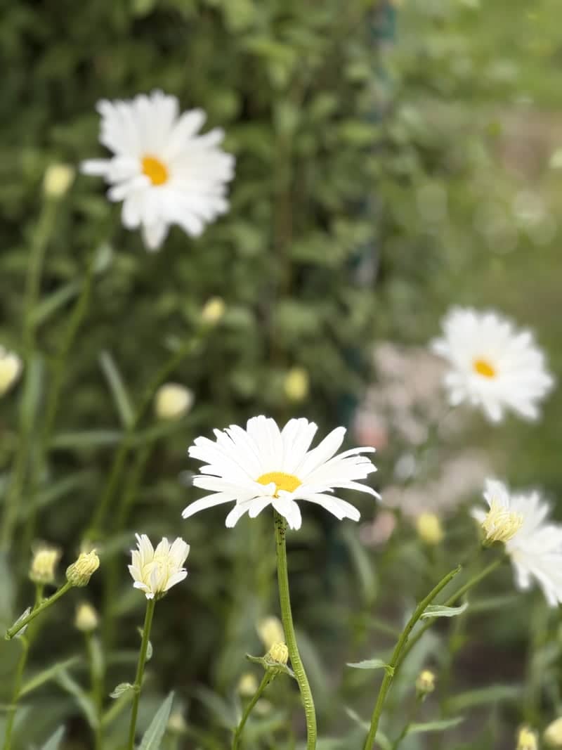 Vasilyevo Summer Garden - Image 1