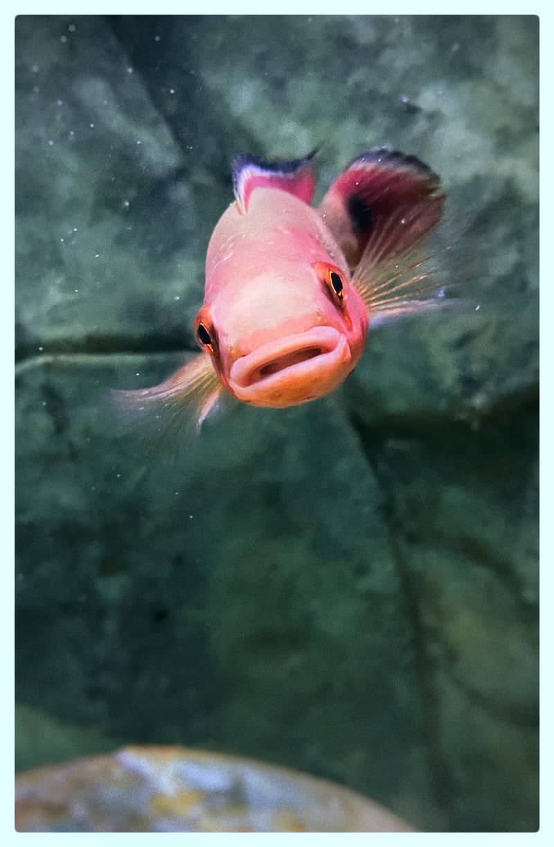Alappuzha Aquarium Display - Image 1