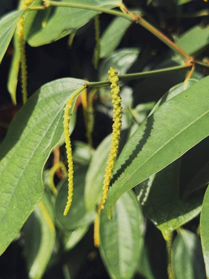 Kerala Spice Plantation - Image 1