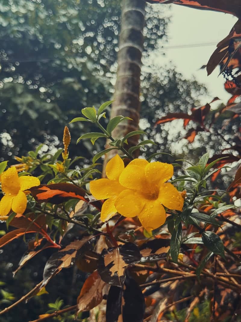 Tropical Garden in Thrissur - Image 1