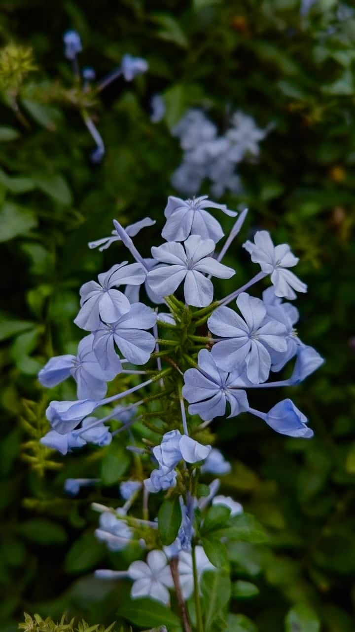 Mundakkal Bridge Flora - Image 1
