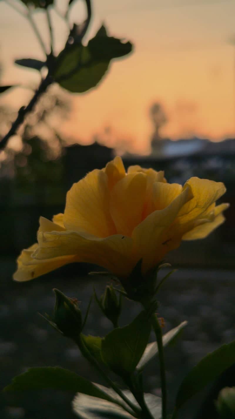 Malappuram Garden Sunset - Image 1
