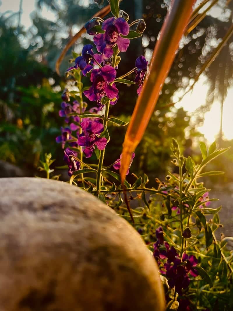 Alappuzha Garden Backlight - Image 1