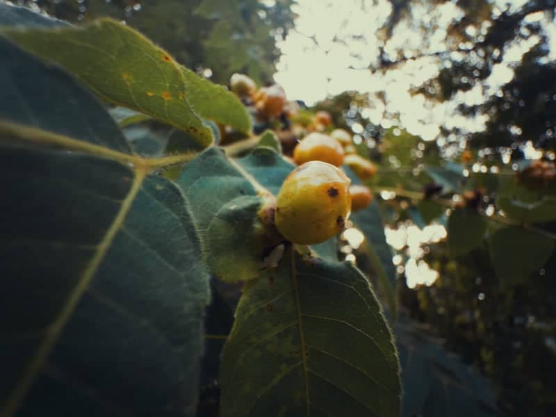 Tropical Foliage in Kerala - Image 1