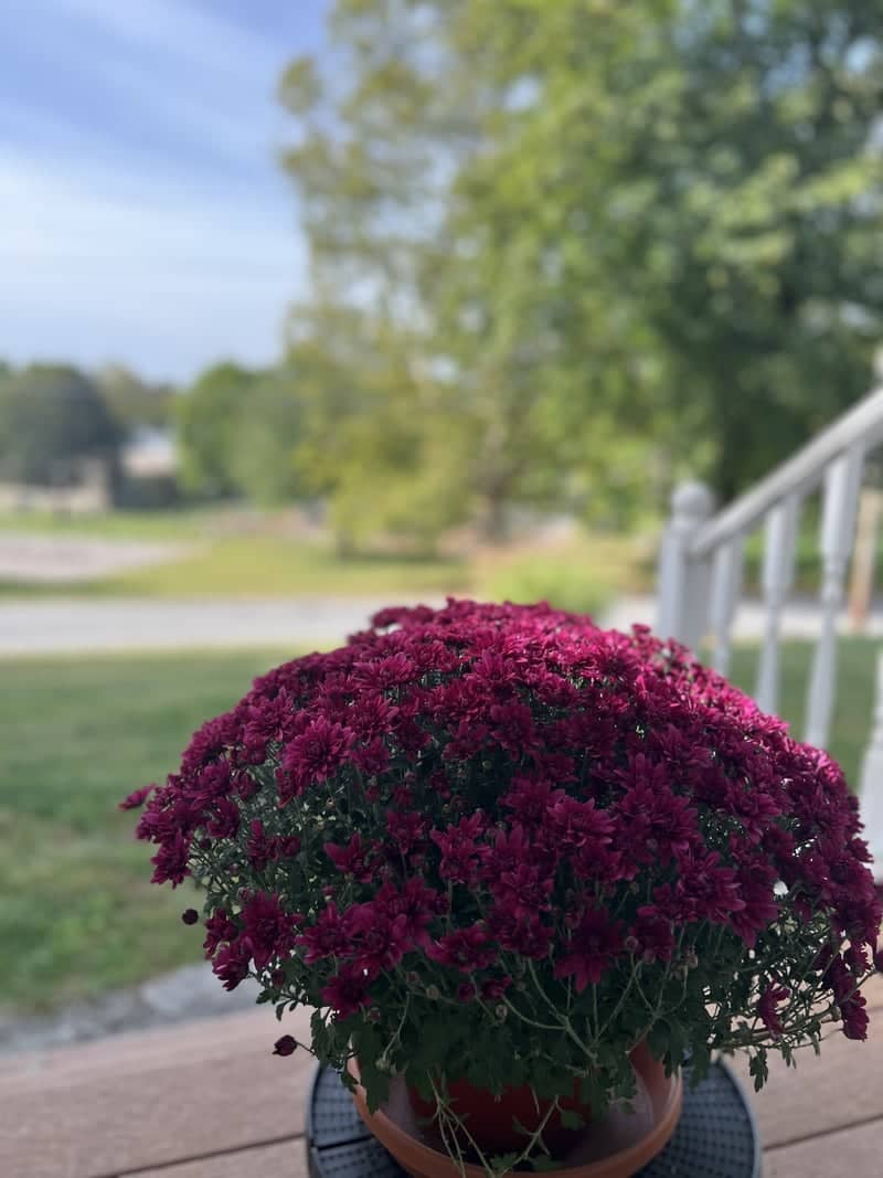 Whitcomb Hill Garden - Image 1