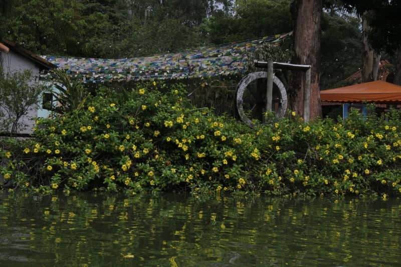 Yellow Flower Garden at Taubaté - Image 1