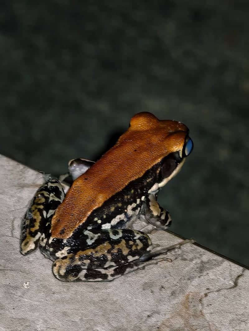 Western Ghats Amphibian Habitat - Image 1