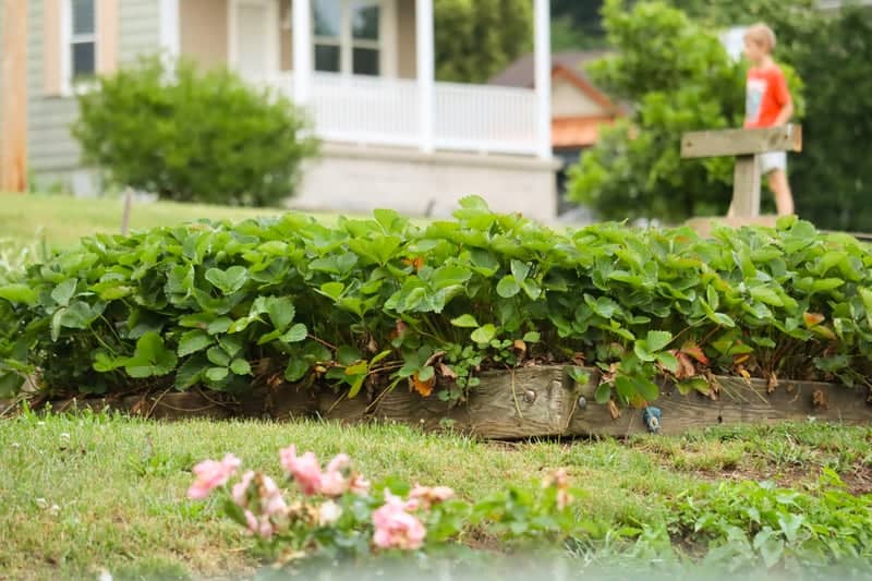 Tower City Garden Patch - Image 1