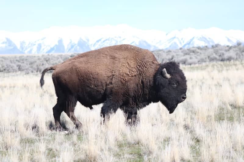 Antelope Island State Park - Image 1