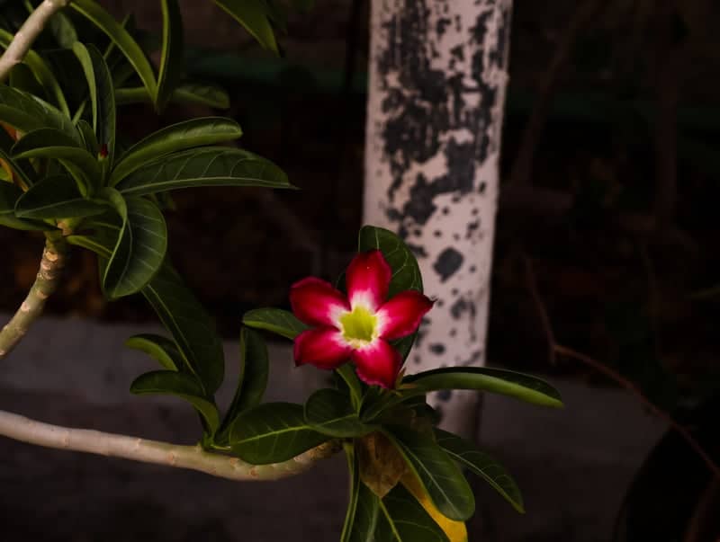 Desert Rose Garden in Sharjah - Image 1