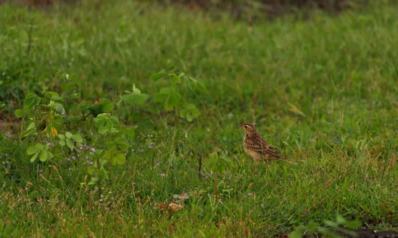 Cavelossim Meadows - Image 1