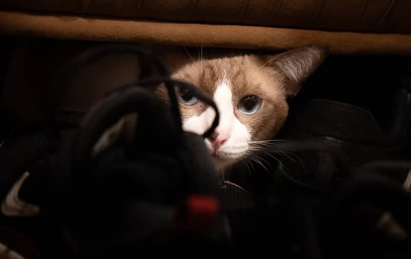 Cebu City Pet Photography Spot - Image 1