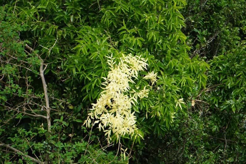 Madhugiri Hill - Image 1