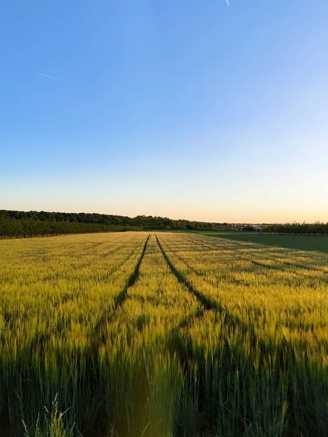 Mainz-Drais Grain Fields - Image 1