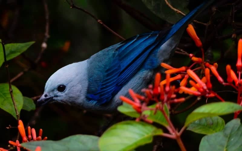 Circasia Birding Spot - Image 1