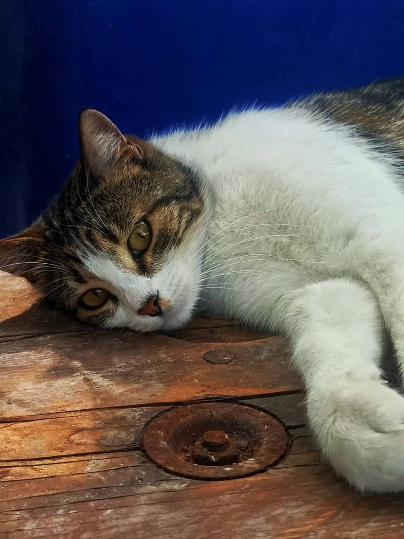 Barletta Street Cat Portrait - Image 1