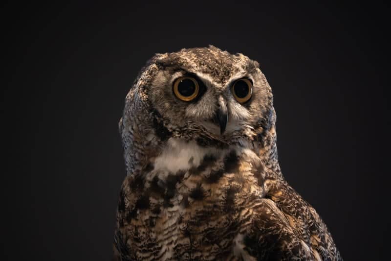 Lindsay Wildlife Experience - Image 1