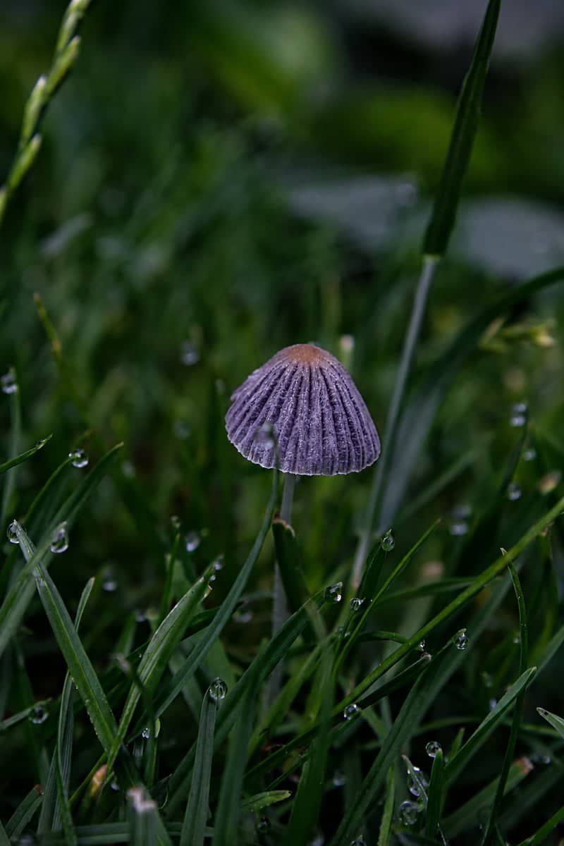 s-Heerenbroek Meadows Macro - Image 1