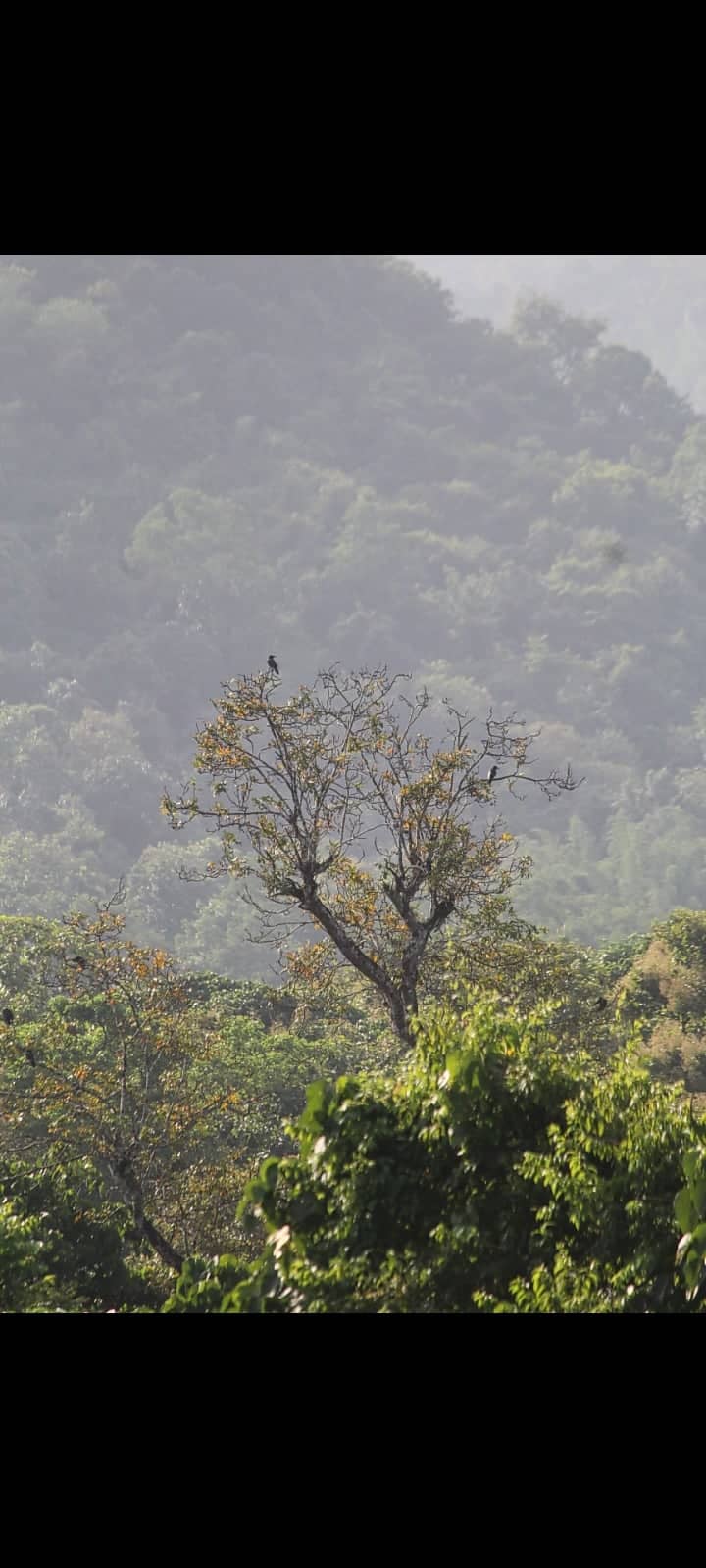 Western Ghats Forest Overlook - Image 1