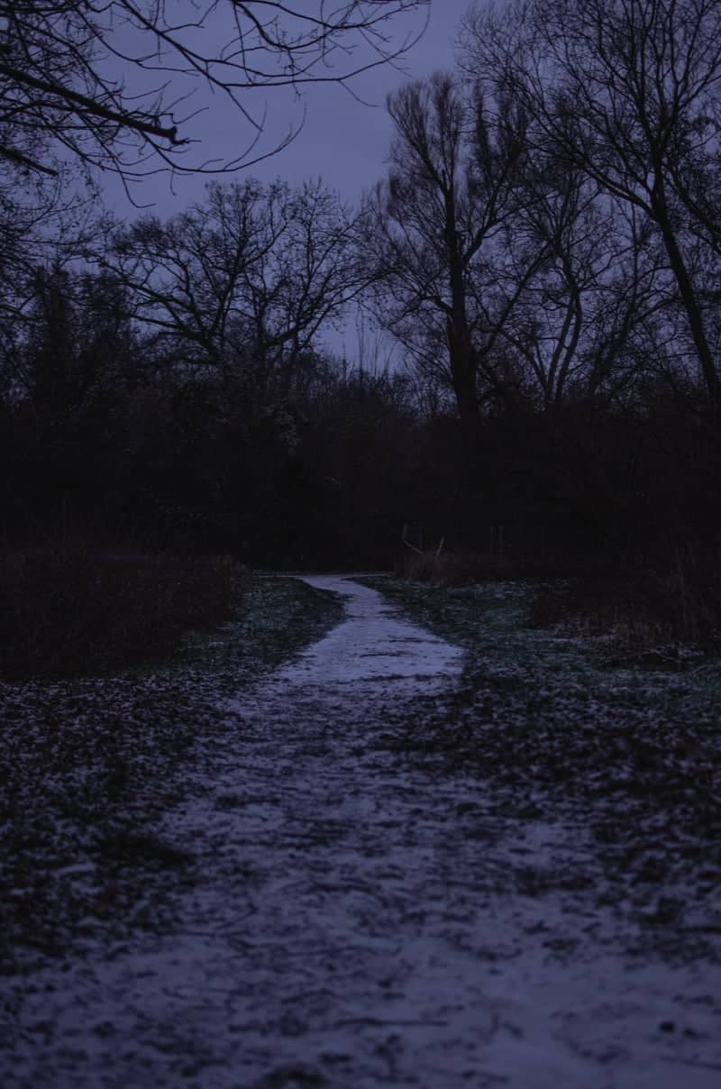 Pulverweiden Woodland Path - Image 1