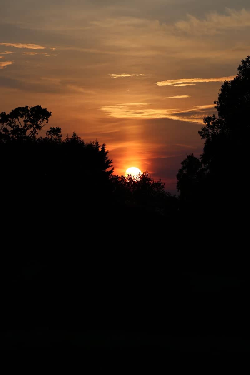 Borehamwood Treeline Sunset - Image 1