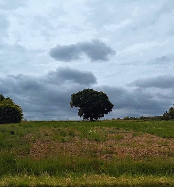 Lone Tree of Lignières - Image 1