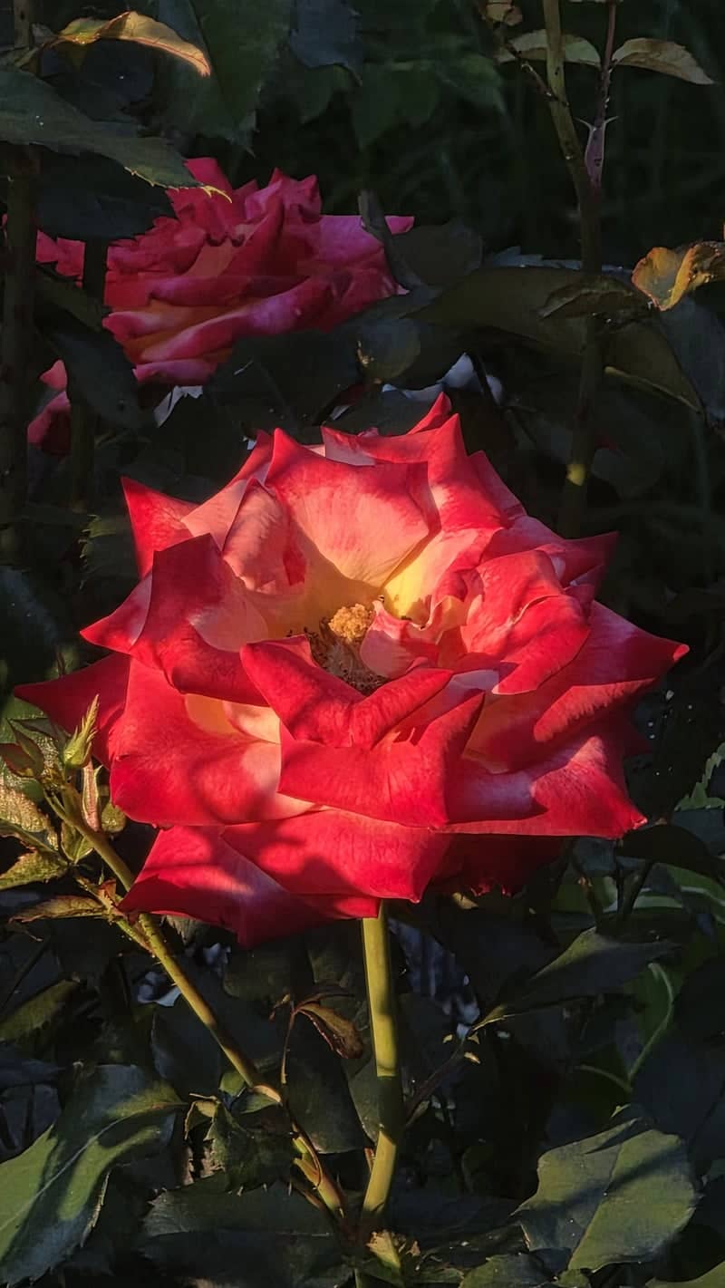 Khmelnytskyi Rose Garden - Image 1
