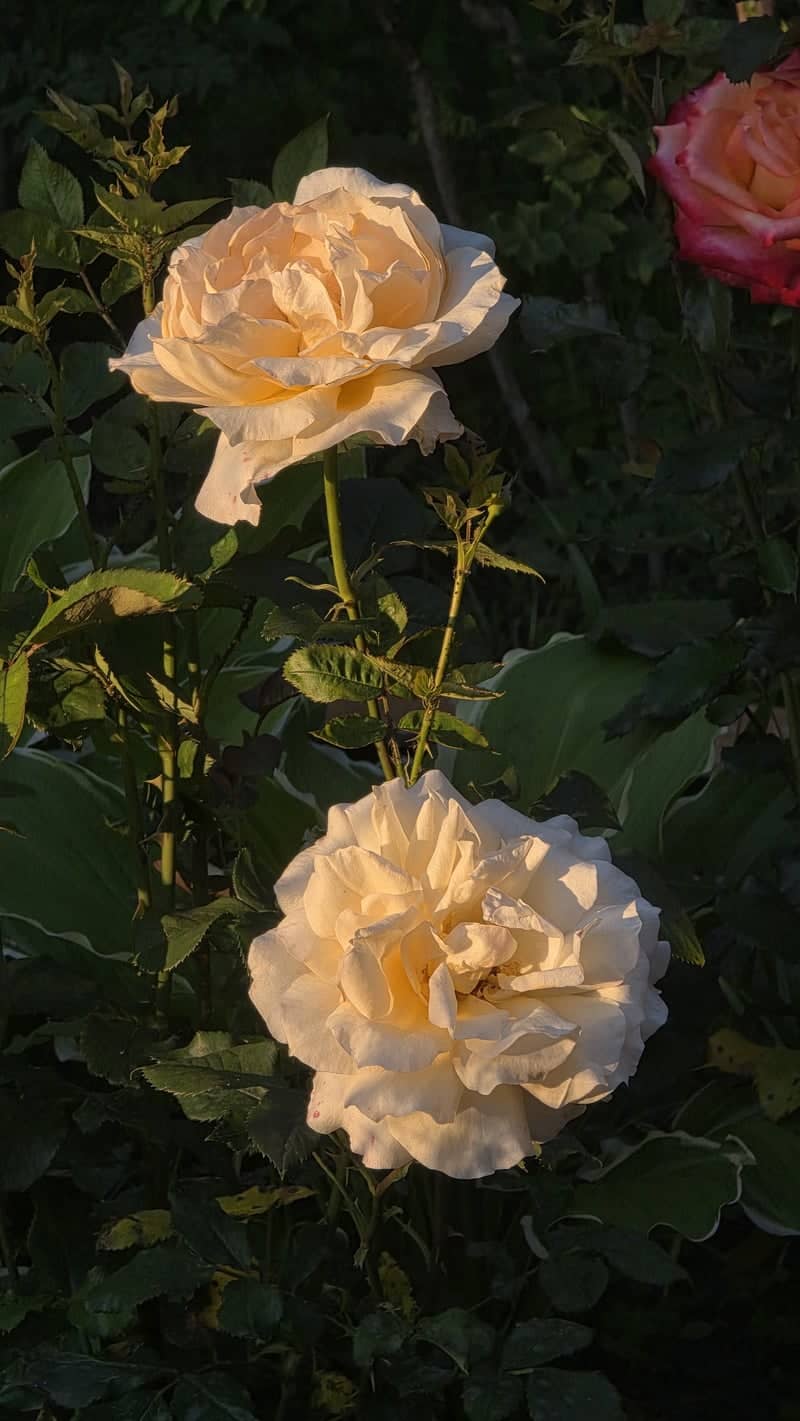 Rose Garden in Khmelnytskyi Region - Image 1