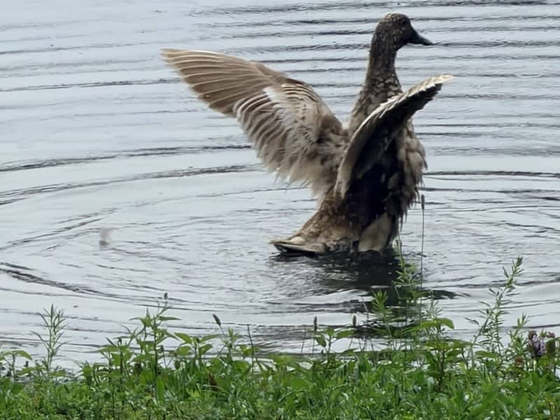 Campus Place Pond - Image 1