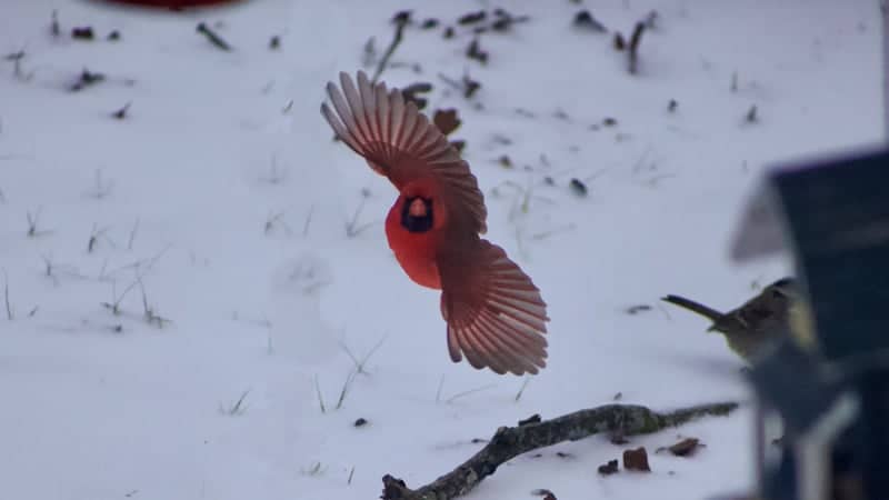 Scurry Rural Birding - Image 1