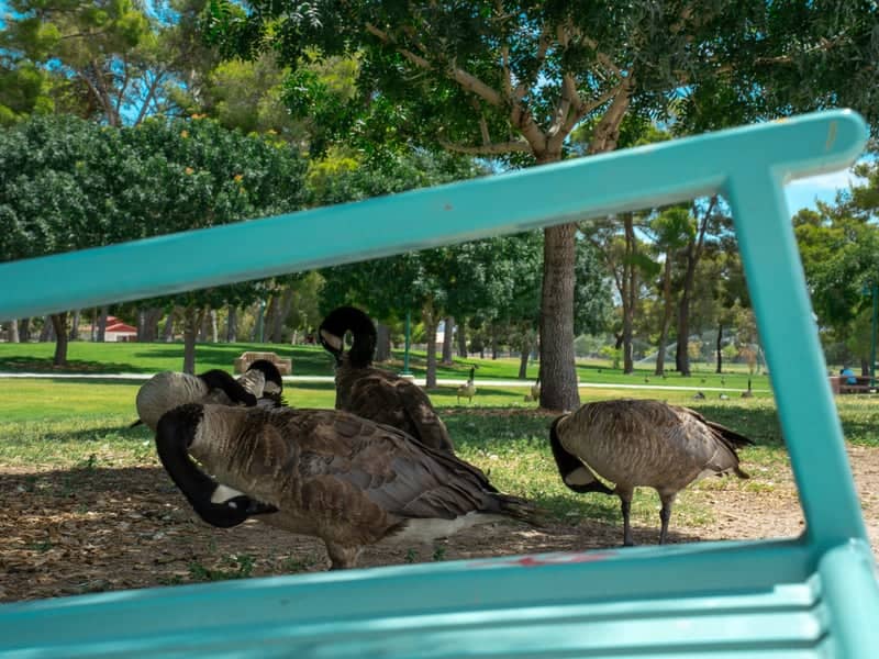 Craig Ranch Regional Park - Image 1