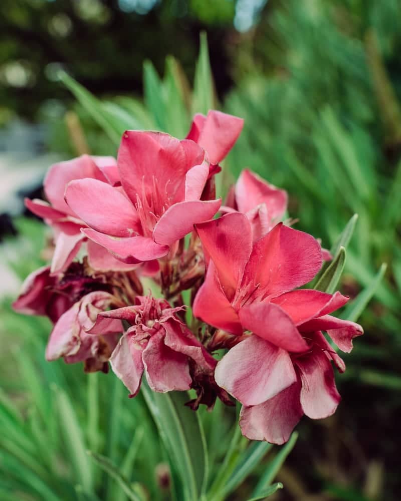 North Las Vegas Garden Blooms - Image 1