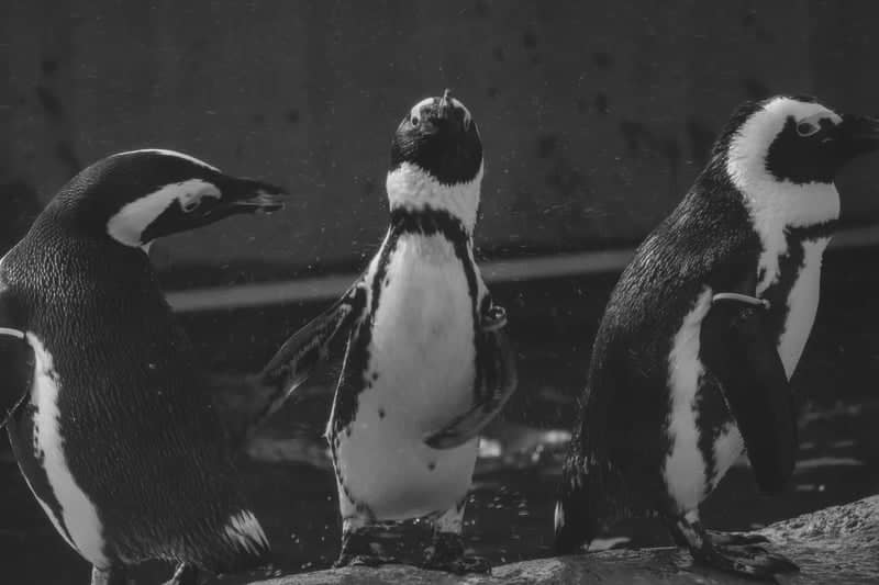Toledo Zoo & Aquarium - Image 1