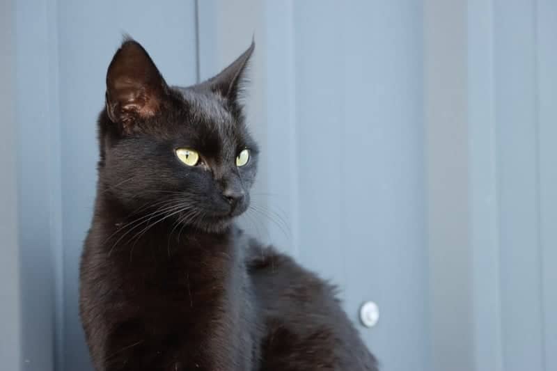 Aspindza Street Cat - Image 1